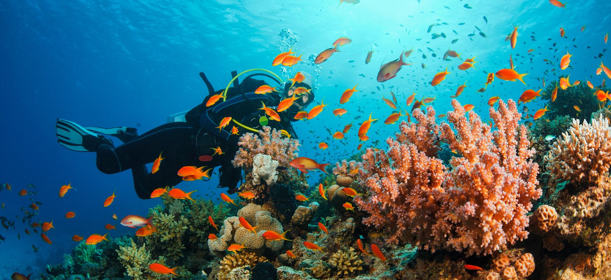 plongée sous marine Corse